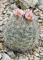 Thumbnail for Sclerocactus mariposensis