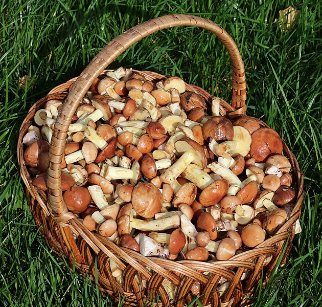 File:Edible fungi in basket 2020 G8.jpg