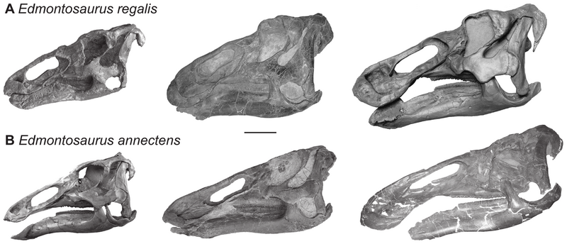 File:Edmontosaurus skull ontogeny.png