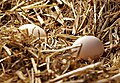 Egg in straw nest.jpg