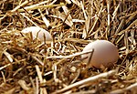 Miniatura per Paradosso dell'uovo e della gallina