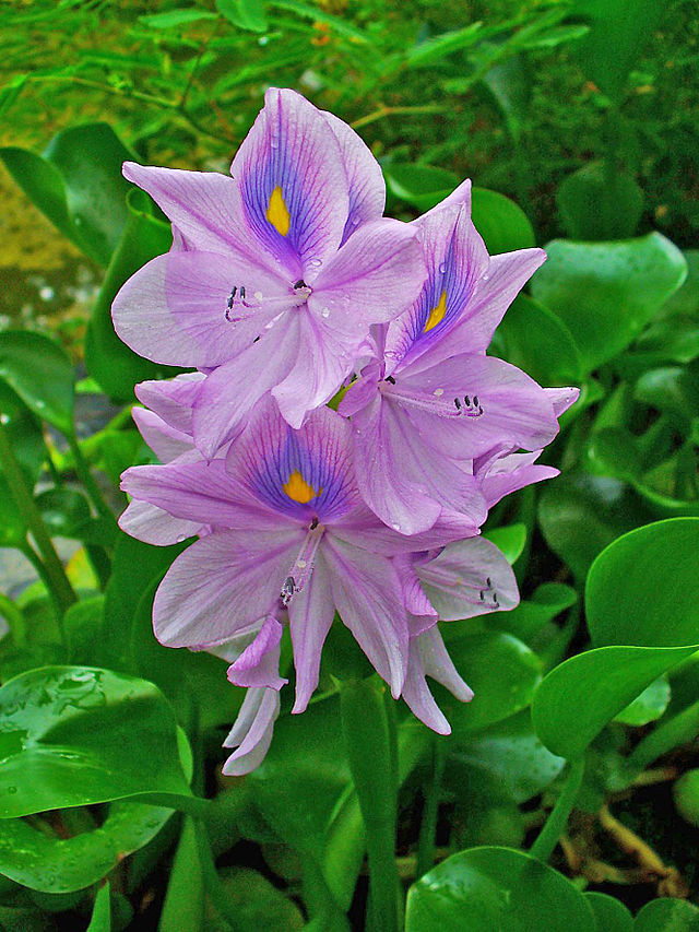 Eichhornia crassipes - Wikipedia, la enciclopedia libre