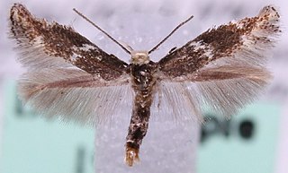 <i>Elachista stabilella</i> Species of moth