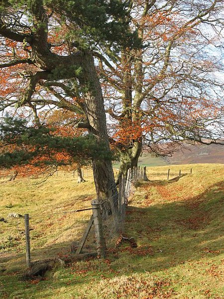 File:Electric fence - geograph.org.uk - 605597.jpg