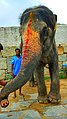 Elephant near Virupaksha temple, Hampi.jpg