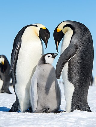 <span class="mw-page-title-main">Cape Wadworth</span> Headland of Antarctica