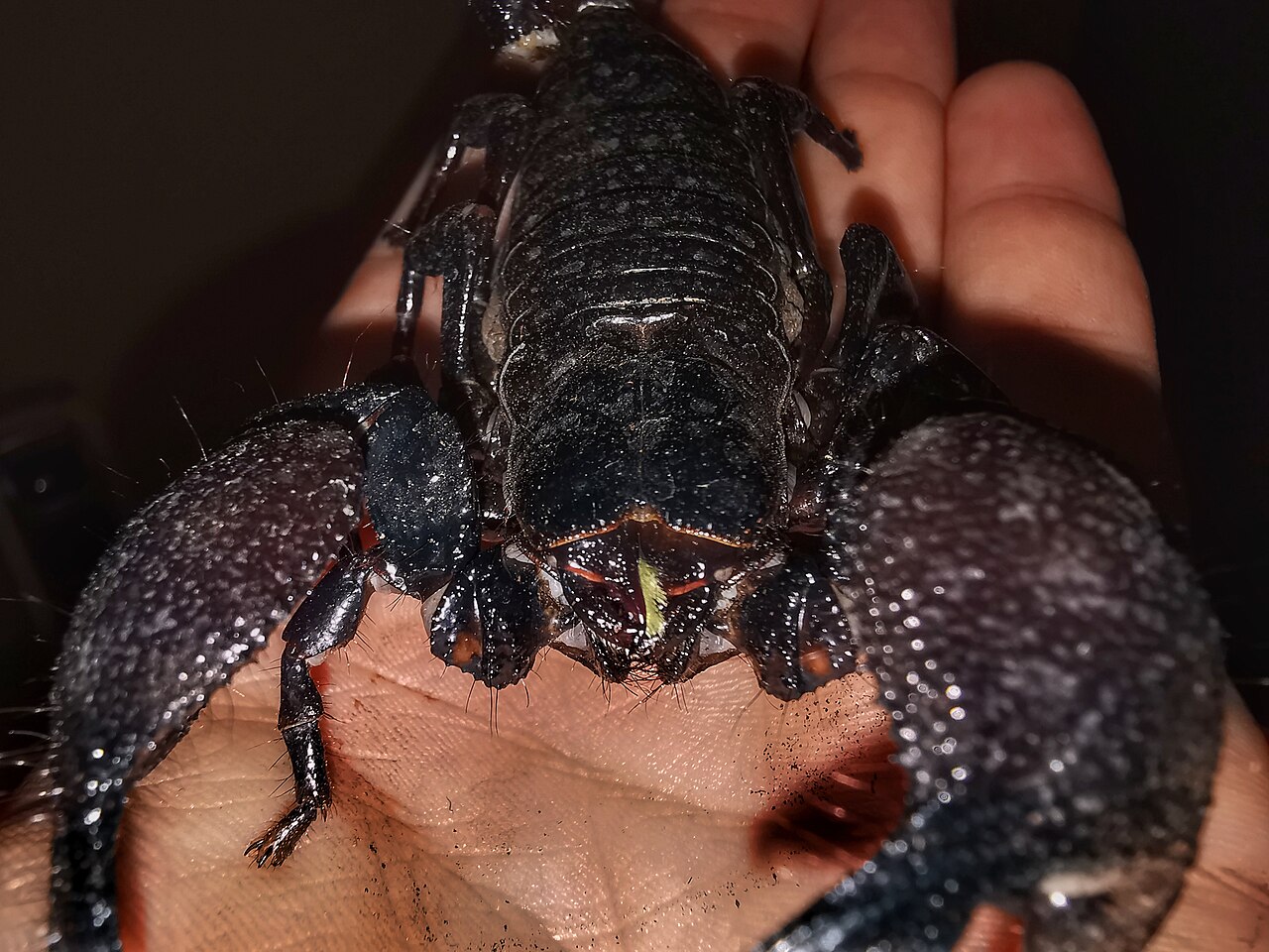 Scorpion face close up