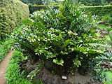 Encephalartos ferox‎, Parque Terra Nostra, Furnas, Azoren