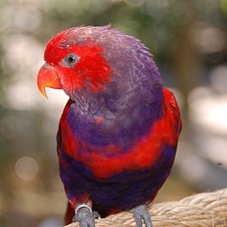 <i>Eos</i> (genus) genus of parrots