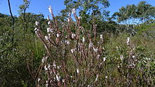 Epacris microphylla 2.jpg