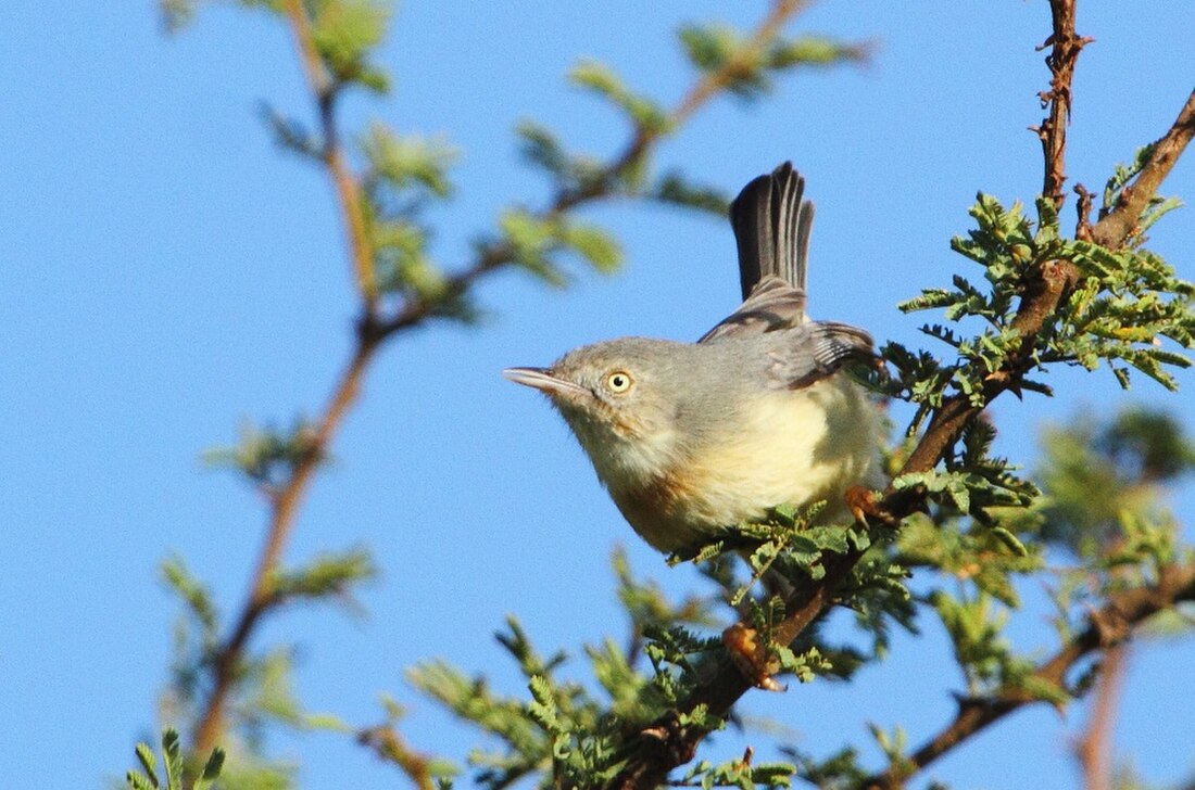 Burnt-necked eremomela