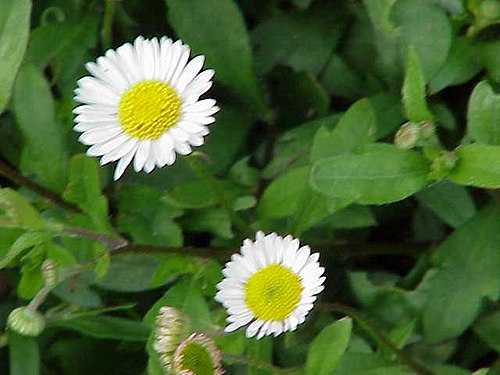 Erigeron karvinskianus2.jpg