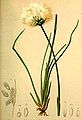 Eriophorum scheuchzeri