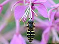 Eriozona erratica (Harris, 1776)