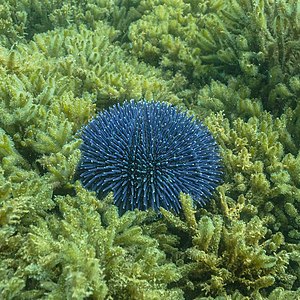 Erizo de mar violáceo (Sphaerechinus granularis), Parque natural de la Arrábida, Portugal, 2020-07-31, DD 85