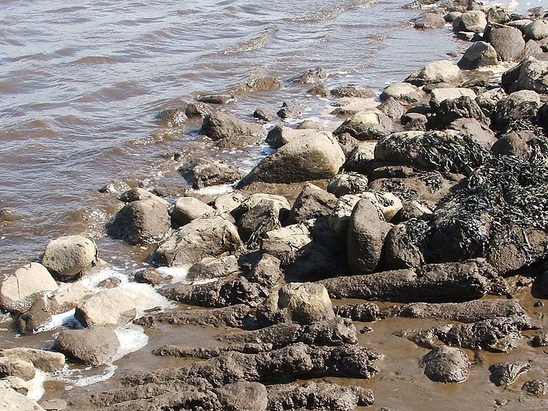 File:Erskine Crannog, north-eastern edge - geograph.org.uk - 1941803.jpg