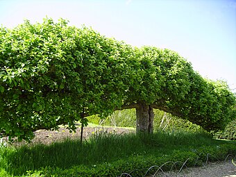 Підстрижена жива огорожа з фруктових дерев, утворена шпалерною решіткою (Стенден, Англія)