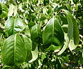 Euonymus carnosus.JPG