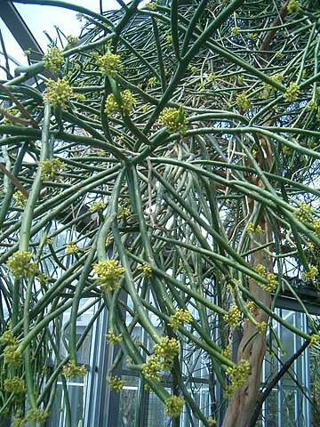 Euphorbia tirucalli Baum