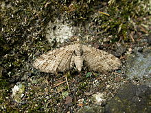 Eupithecia exiguata1.jpg