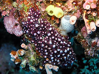 <i>Eusynstyela</i> Genus of sea squirts