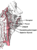 External maxillary artery branches