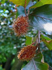 Fagus sylvatica purpurea Fruits