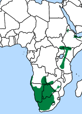 Savannituulihaukan esiintymisalue