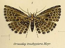 Fig.01-Alucita trachyptera.JPG