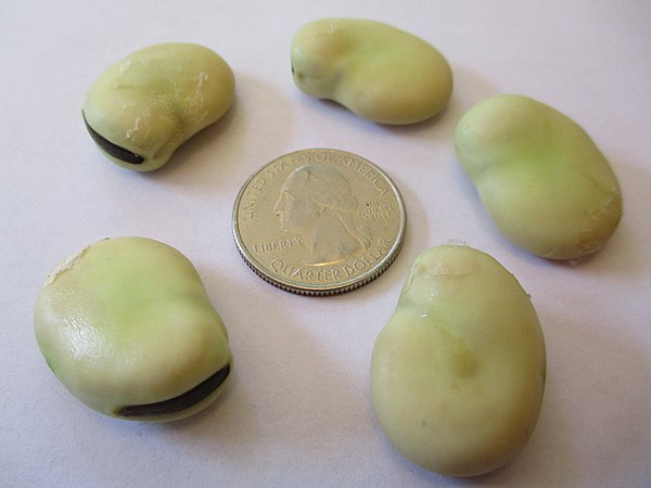 Vicia faba beans around a US quarter