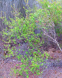 Habit in Beyeria Conservation Park, Kangaroo Island, South Australia Flame heath (Astroloma conostephioides).JPG