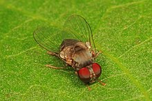 Flat-footed Terbang - Lindneromyia spesies, Julie Metz lahan Basah, Woodbridge, Virginia.jpg