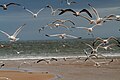Flock of gulls - various species.jpg
