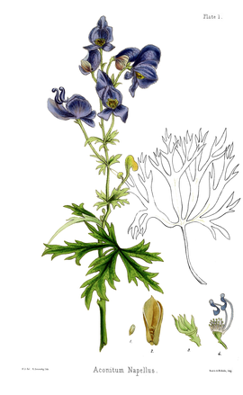 Flora Homoeopathica-1-036-1.png