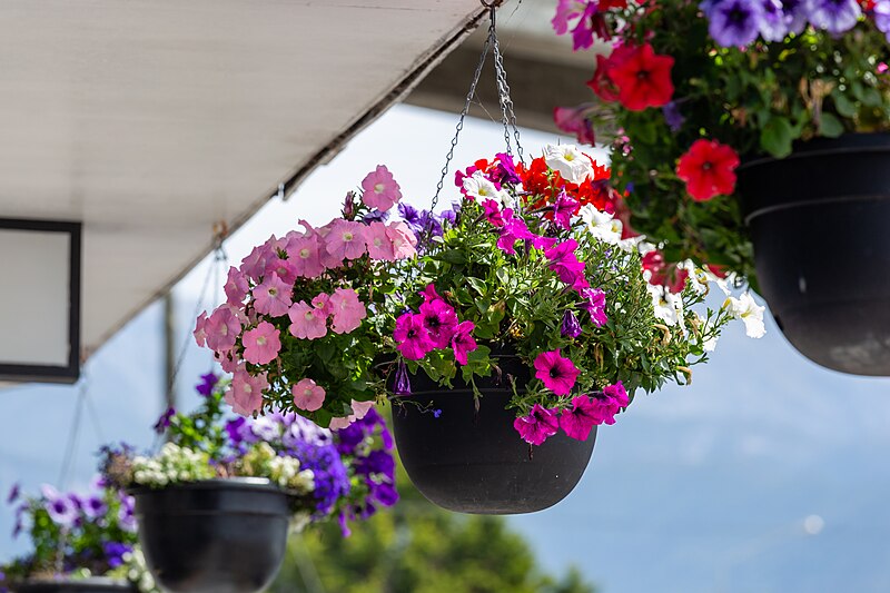 File:Flowers in Kaikōura, New Zealand.jpg