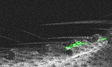 Bristle sensilla on the edge of a fruit fly wing. Green fluorescent labeling shows where sensory neurons innervate the bristles. In this image, some of the neurons are mechanosensory and some are gustatory. Flywingbristlewithneurons.jpg