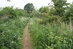 Footpath alongside the disused Alderman canal - geograph.org.uk - 1305103.jpg