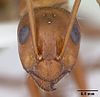 Head of Formica incerta