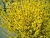 Forsythia monza marzo-01.jpg