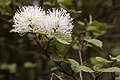 Fothergilla major (Witch alder).JPG