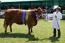 Foxhole Martha; 2005 Royal Cornwall Female Breed Champion Foxholemartha.jpg