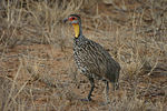 Thumbnail for Yellow-necked spurfowl