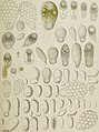 Fresh-water rhizopods of North America (1879) (20174188464).jpg