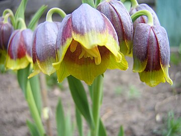 360px-Fritillaria_michailovskyi.JPG