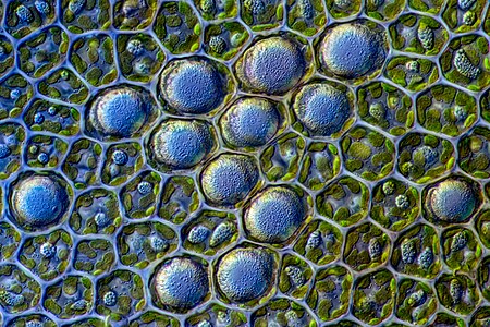 Frullania fragilifolia leaf cells