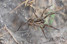 Corong Web laba-Laba Serigala - Sosippus, mungkin floridanus?, Danau juni-di-Krim State Park, Lake Placid, Florida.jpg