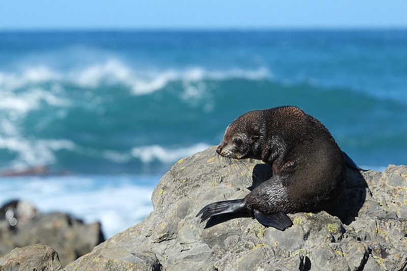 File:Fur seal pup on top of the rocks in front of surf at Sinclair Head.jpg