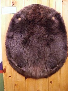 A beaver pelt in the Fur Trade Museum Fur trade museum beaver pelt.jpg