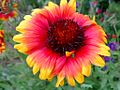 Gaillardia grandiflora 'Arizona Sun' (ru:-) (en:-) (de:-) (lv:-)