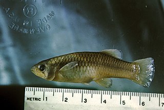 Big Bend gambusia Species of fish